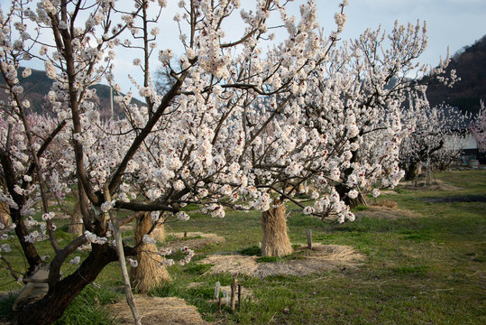 Apricot blossoms in Chikuma City Mori District in Nagano which is known as the Apricot Village