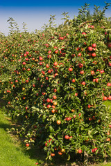 Fototapeta na wymiar |Apple blossom, new fruit plantation, young trees, Altes Land area, fruit-producing region, Jork, Lower Saxony, Germany, Europe