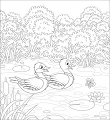 Fototapeta na wymiar Wild ducks swimming in a small lake on a meadow on a summer day, black and white vector illustration in a cartoon style for a coloring book