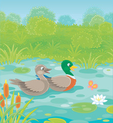 Obraz na płótnie Canvas Wild ducks swimming in a small blue lake on a green meadow on a summer day, vector illustration in a cartoon style