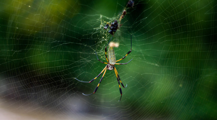 ARAÑA