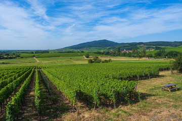 Weinanbau im Elsass/Frankreich