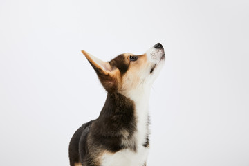cute welsh corgi puppy looking upwards isolated on white - obrazy, fototapety, plakaty