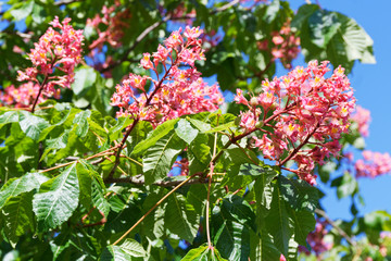 rotblühende Rosskastanie in voller Blüte