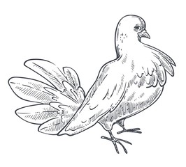 Pigeon or dove bird hand drawn sketch