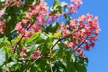 rotblühende Rosskastanie in voller Blüte