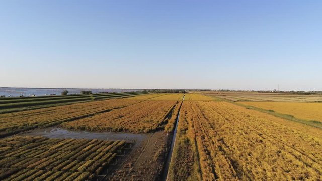 aerial view over the rice fields of the delta of the river Po