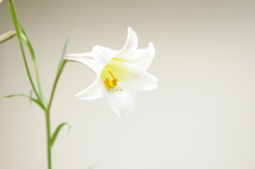 白い花　ユリ