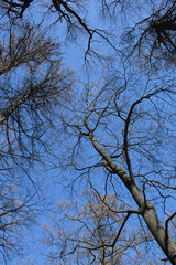 Leafless tree branches on the blue sky background. Natural spring background. Atmospheric spring photo with tree silhouettes.