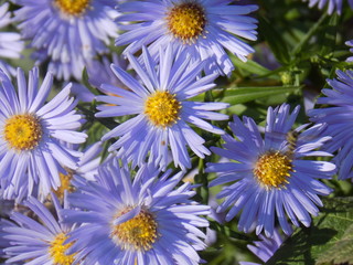 Obraz premium flower