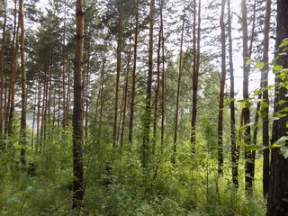 trees in forest