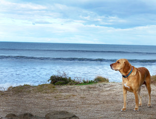 Beach Dog