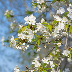 Kirschbl&uuml;ten im Fr&uuml;hling