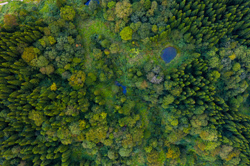 Drone view of Pine forest in summer