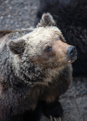Obraz premium The portrait of a cute brown bear