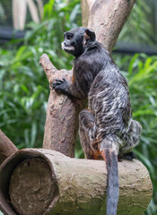 White lipped Red bellied Tamarin.  The red-bellied Tamarin is a species of game monkey in the genus Tamarin found in the Amazon rainforest in Brazil and Bolivia.