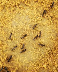 ants on leaf