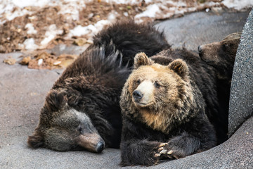 Obraz premium The portrait of a cute brown bear