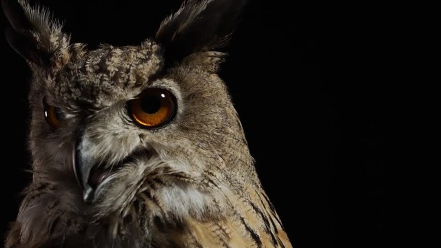 Close up of a scary owl looking and moving his throat