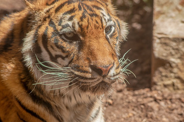 grandes felinos, Tigre de sumatra 