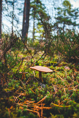 Mushroom growing in the moss