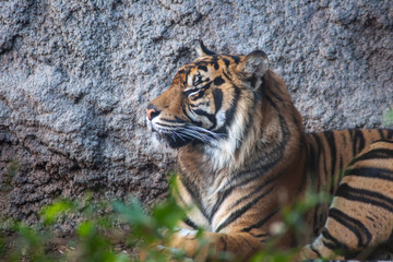 grandes felinos, Tigre de sumatra 