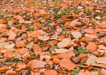 Background from red and orange leaves. Fallen leaves cover the ground in the park. Beautiful autumn landscape.