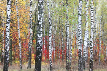 Obraz premium beautiful scene with birches in yellow autumn birch forest in october among other birches in birch grove