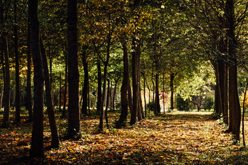 une forêt en automne. Une forêt automnale. Une forêt avec des arbres en automne. Une rangée d'arbres en automne