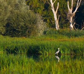 GARZA REAL Ardea cinerea, HUMEDALES