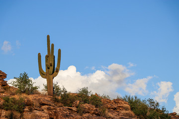 United States of America - Tucson Arizona - land of the perfect sunset & sunrise with amazing...