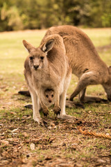Naklejka na ściany i meble a kangaroo at Australian outback outdoor with a background of kangaroos. a beautiful nature wildlife portrait with a cute wild animal or mammal