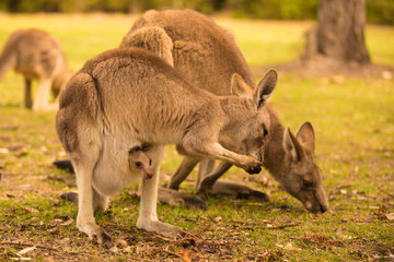 a kangaroo at Australian outback outdoor with a background of kangaroos. a beautiful nature wildlife portrait with a cute wild animal or mammal