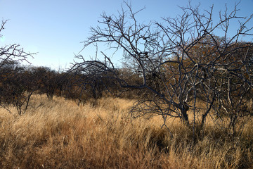 Steppe, Namib desert, Namibia