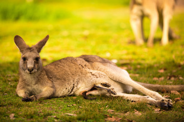 Naklejka na ściany i meble a kangaroo at Australian outback outdoor with a background of kangaroos. a beautiful nature wildlife portrait with a cute wild animal or mammal