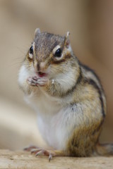 ご飯食べてる、シマリス