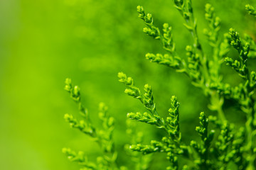Green thuja (occidentalis) branches. Spring nature background. Soft focus