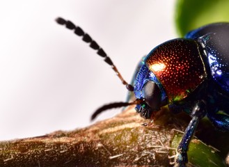 The beetle heads taken with the macro photography techniques.