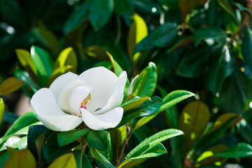 White magnolia flower on a tree with green leaves © thayra83