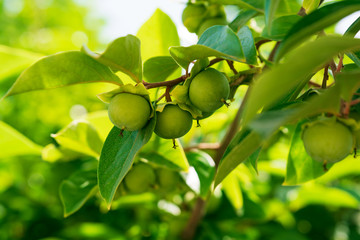 Close-up raw green persimmon fruits on tree branches. Soft focus