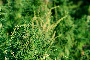 Green cannabis bush. Fields of industrial hemp