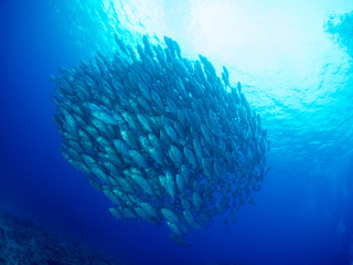 沖縄_粟国島_スキューバダイビング