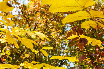 Autumn leaves with the blue sky background