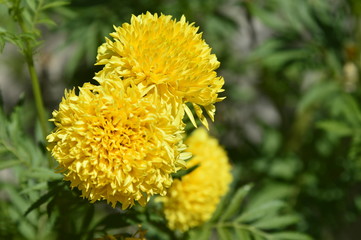 Marigold