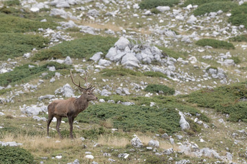 Awesome Red deer male in rutting season, Alps mountains