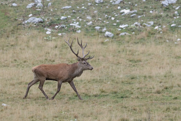 Naklejka na ściany i meble Awesome Red deer male in rutting season, Alps mountains