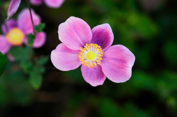 Fototapeta premium リボンのような花 シュウメイギク