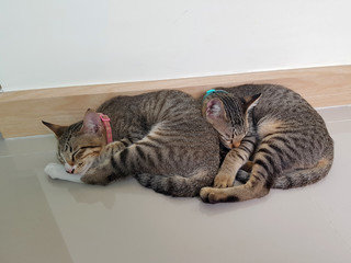 Two tabby kittens nestle while sleeping on a floor