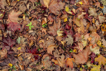 Fallen autumn leaves on ground in sunlight. Colorful foliage in the park. Falling leaves natural background