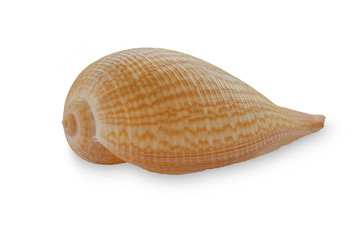 seashell